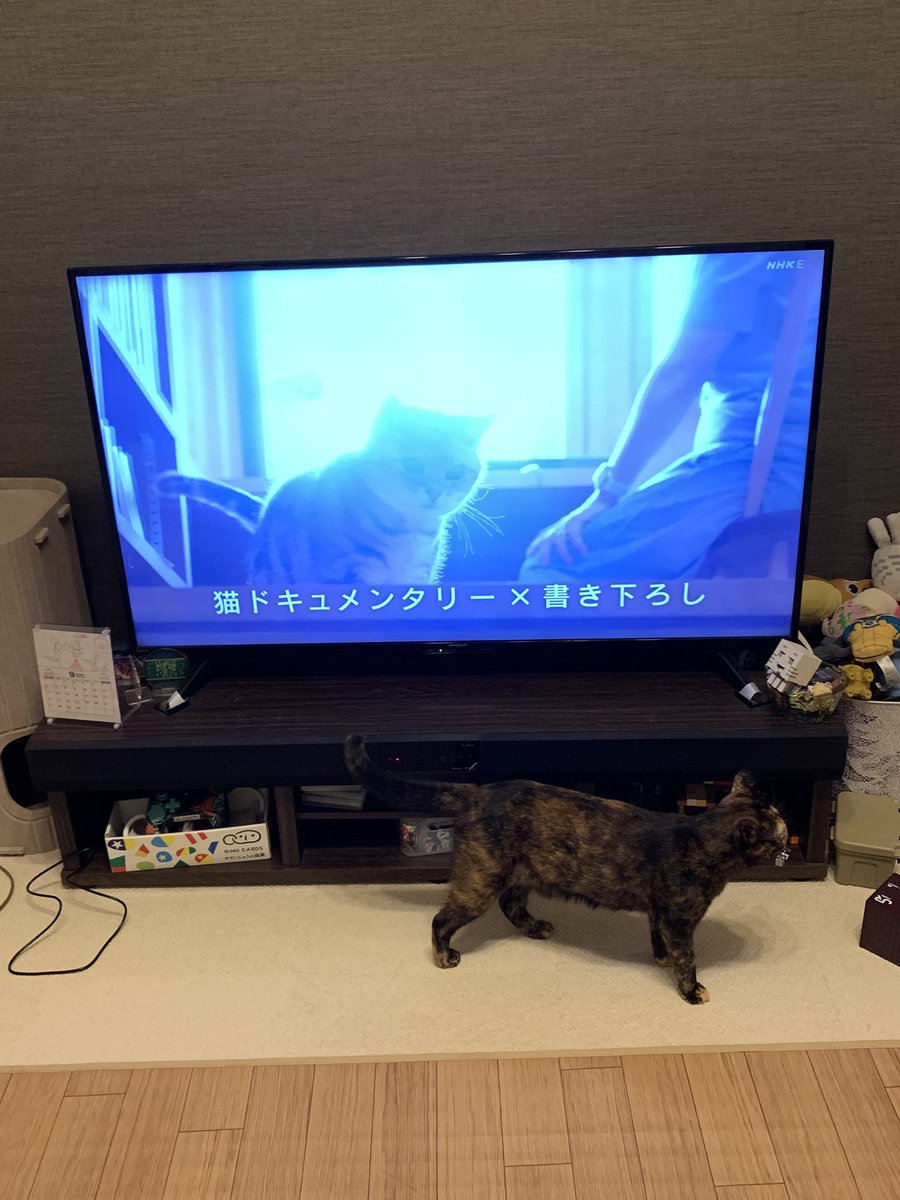 asarichan0420's tweet photo. 実は1ヶ月前に瓜実条虫になってました😭お尻に片鱗（米粒みたい）がうねってて慌ててクリニックに駆け込みました。職場の猫飼いにもちゃんと対策した方が良いと説きまわってます。 https://t.co/kWVdoMNkHH