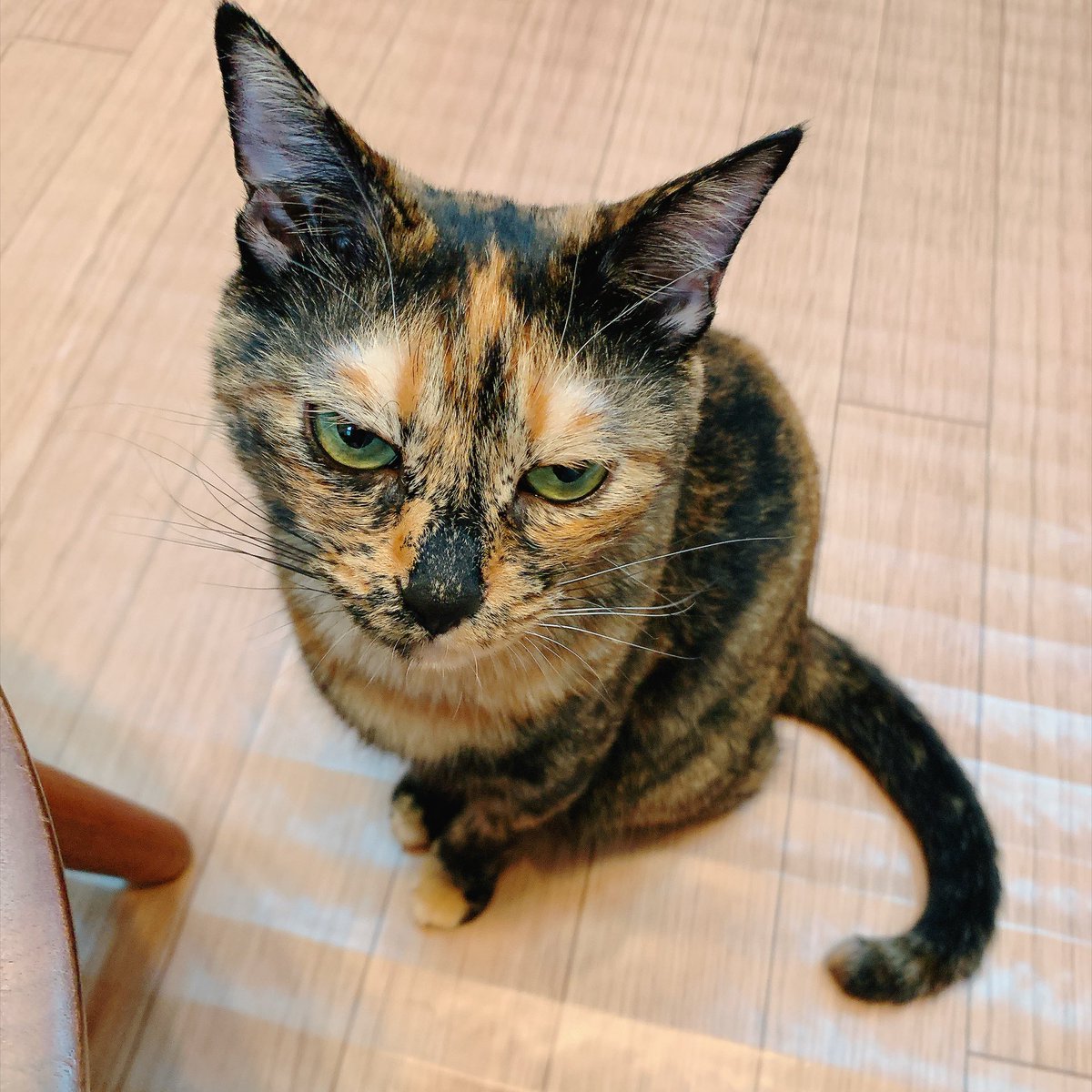 asarichan0420's tweet photo. 実は1ヶ月前に瓜実条虫になってました😭お尻に片鱗（米粒みたい）がうねってて慌ててクリニックに駆け込みました。職場の猫飼いにもちゃんと対策した方が良いと説きまわってます。 https://t.co/kWVdoMNkHH