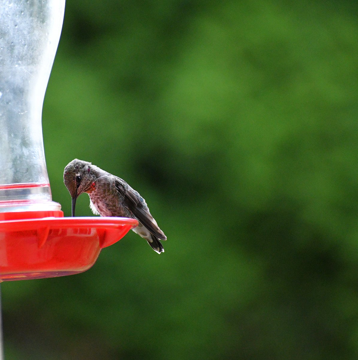 Photogentix's tweet photo. Look at this handsome dude... 

#AnnasHummingbird https://t.co/k34whP3Qrv