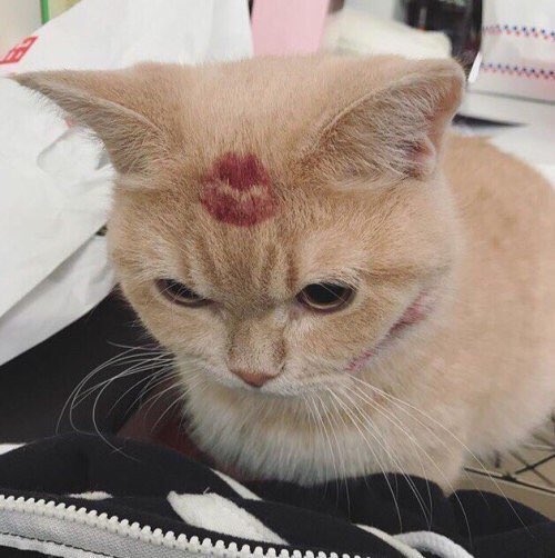 pakjanee's tweet photo. ᓚ₍⑅^..^₎♡ https://t.co/T4UjlPJzl1