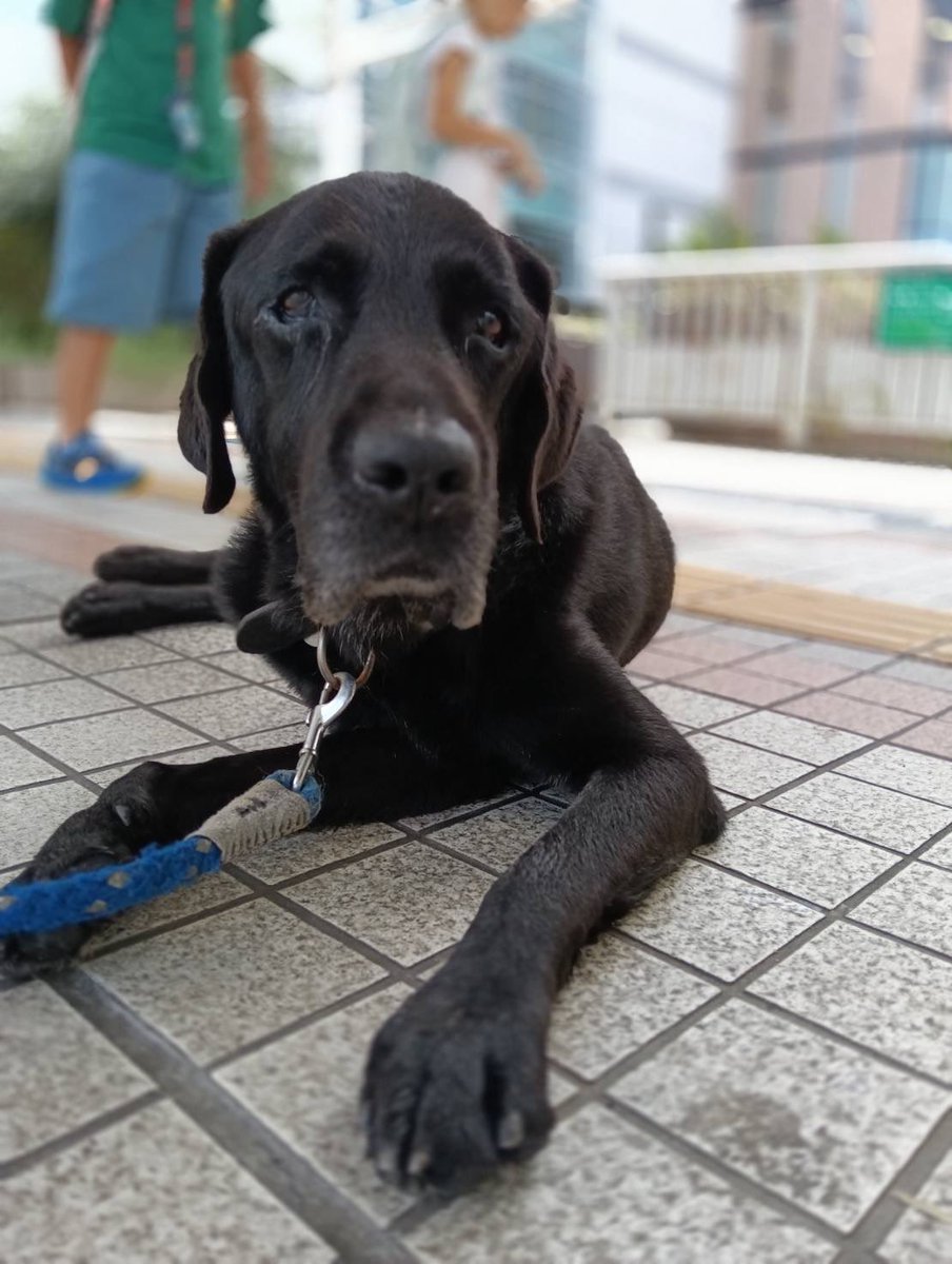 JCDLkawashima's tweet photo. 参加メンバー
犬🐕犬
・ゴールデンレトリバーのジョウ　１歳♂
・黒ラブのラム　１１歳　♂
・柴犬のハル　７歳　♀
・ティーカッププードルのモモ　７歳　♂
#JCDL https://t.co/AESLGExv5U