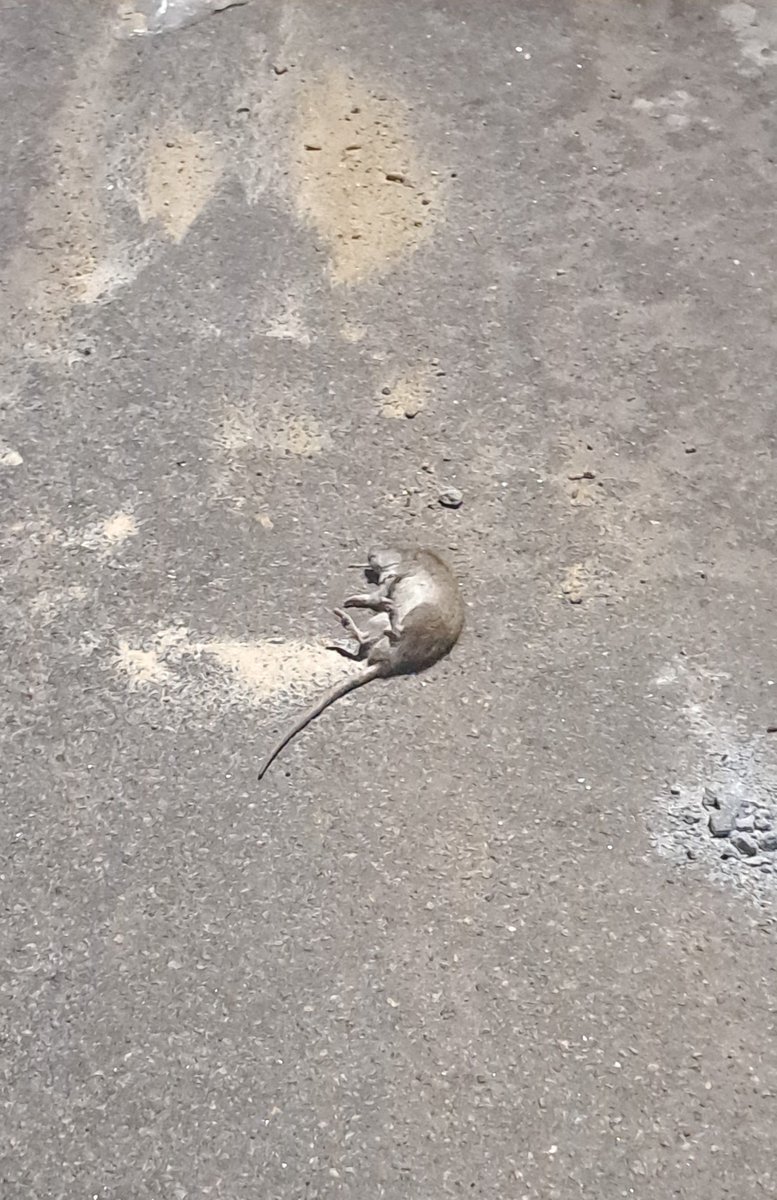 LPRomanini's tweet photo. Um rato invadiu a festinha de aniversário da minha irmã e eu, meu padrasto e o filho dele nos juntamos pra matar o desgraçado.

Mais uma vitória do povo de Deus. CHUPA PT!! 🖕🖕🖕AQUI É BOLSONARO PORRA 🇧🇷🇧🇷🇧🇷2️⃣2️⃣ https://t.co/dWohfLPBtq