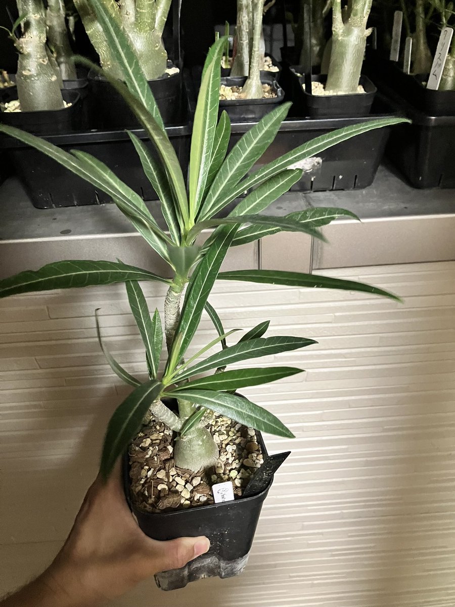 Helios_Adenium's tweet photo. 珍しいハイブリッド🤗
ノヴァ タンザニア × クリスパム

#アデニウム #adenium #塊根植物 https://t.co/EzhfqL8vQi