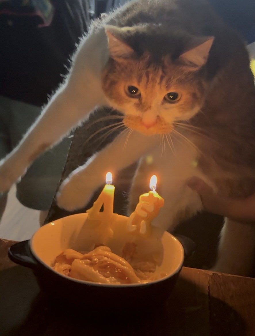 Nekotecchannel's tweet photo. 昨日はだんご🍡の4歳の誕生日でした😺だんくん誕生日おめでと〜㊗️ https://t.co/hFQRr1gP0s