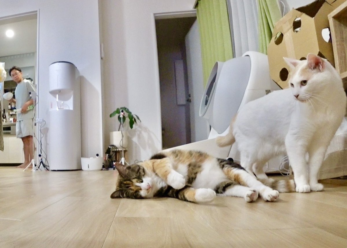 minnano_zoo_ntv's tweet photo. 【保護猫 らぶちゃん】10/25(日)譲渡会!!!

サンシャイン池崎さんが預かる
保護猫「らぶ」ちゃん♥️🐱
このまま順調に人なれが進めば、
10/25(日)の譲渡会に参加予定です📝

目が見えないけれど、
においや気配で周りを察知し好奇心旺盛！
おもちゃ遊びも大好きです！

譲渡会の参加は、「NPO法人猫の森」応募フォームよりご確認下さい🐾✨
https://t.co/2Q7xQ4jhg8