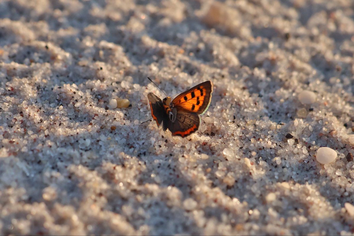 CopaceticGlow's tweet photo. Found a butterfly on my walk.

#nature https://t.co/Qxb6pMMLWo
