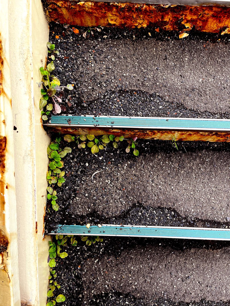 mika_po's tweet photo. わたしの好きな歩道橋。　
この錆と草たち🌱
かっこよい住吉歩道橋。 https://t.co/rAmhqxlUbB