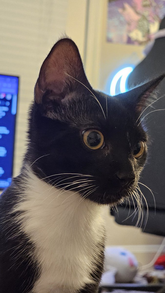 primarchkitty's tweet photo. It is time to be a menace #CaturdayEve https://t.co/VycWsHWqKZ