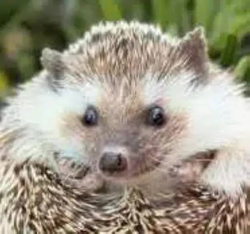 hello_saar's tweet photo. @Aurelius0121 @arkham @shivon @Shivolink @elonmusk they not married nigga.

now send her lil shrub to make it all back https://t.co/2OdPLDJpjR