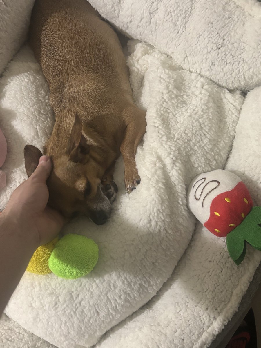 RogueGnTTV's tweet photo. El amor de mi vida https://t.co/y2iGUgiIhU