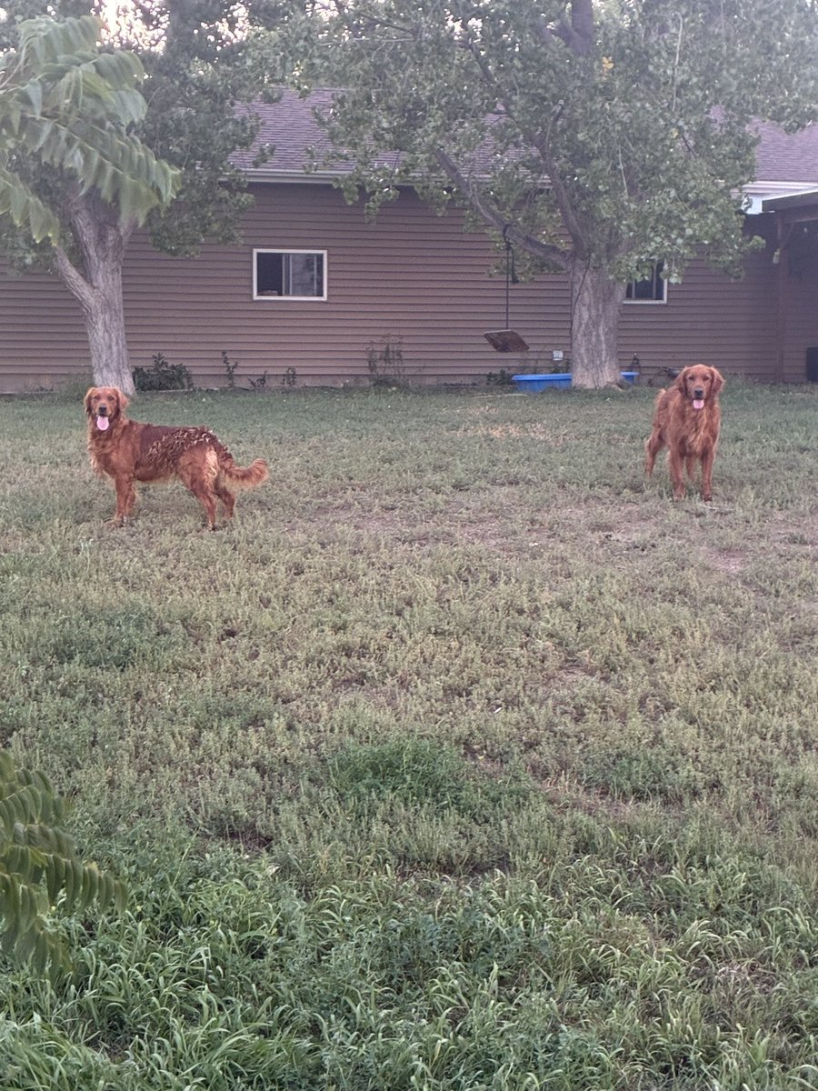 WillH1968's tweet photo. Busy day of ball throwing! Retriever energy!! https://t.co/ImPNwlERqo