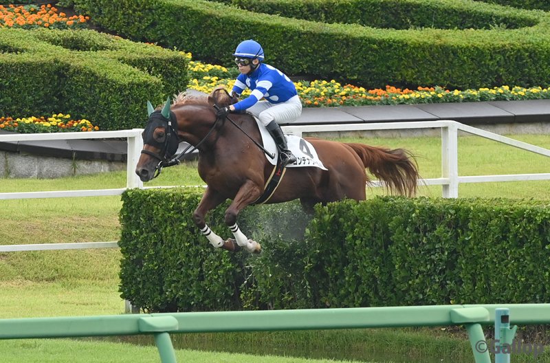 gallop_keiba's tweet photo. おはようございます！ 秋の中山開幕です☁
1R、障害オープン戦は1番人気 #コンテナワールド が勝利！ 7馬身差の圧勝！ https://t.co/dEDBi9crl2