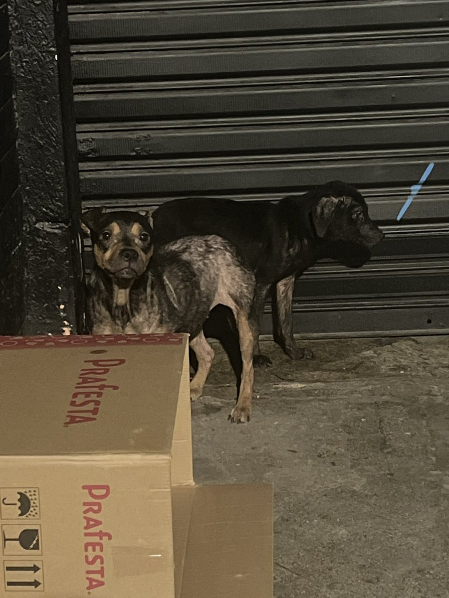 loreba_'s tweet photo. num ato de completa irresponsabilidade com minha saúde mental resgatei dois cachorros abandonados cheios de sarna 

vamos por mais https://t.co/nD6KplehDi