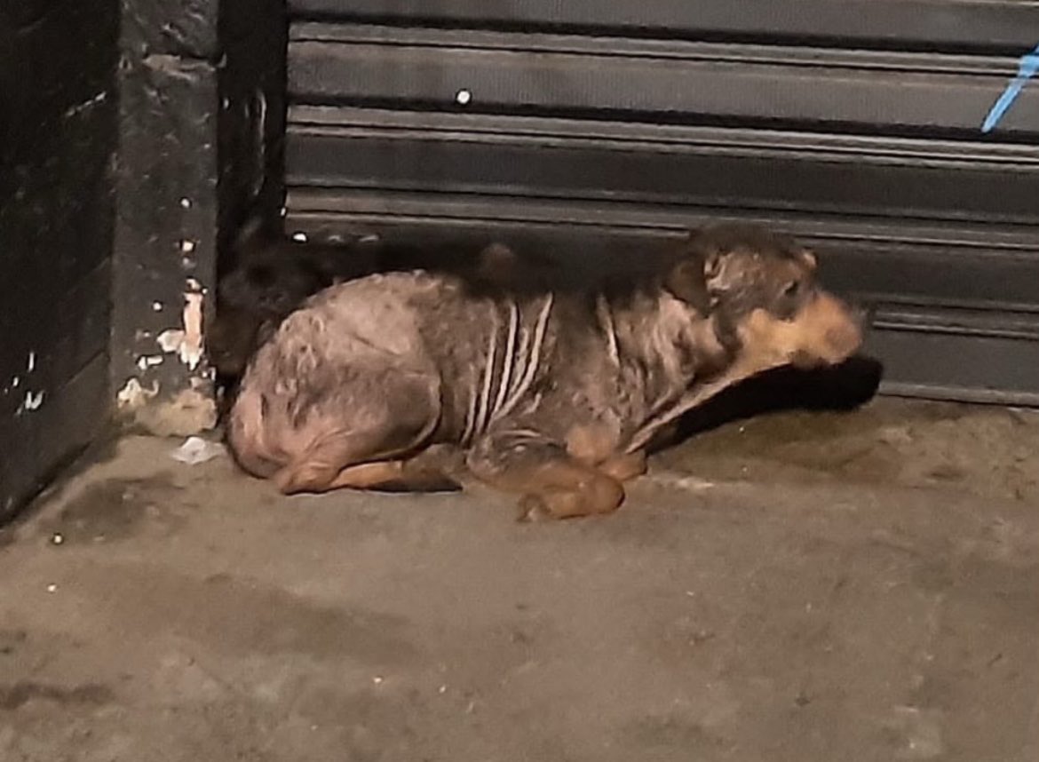 loreba_'s tweet photo. num ato de completa irresponsabilidade com minha saúde mental resgatei dois cachorros abandonados cheios de sarna 

vamos por mais https://t.co/nD6KplehDi