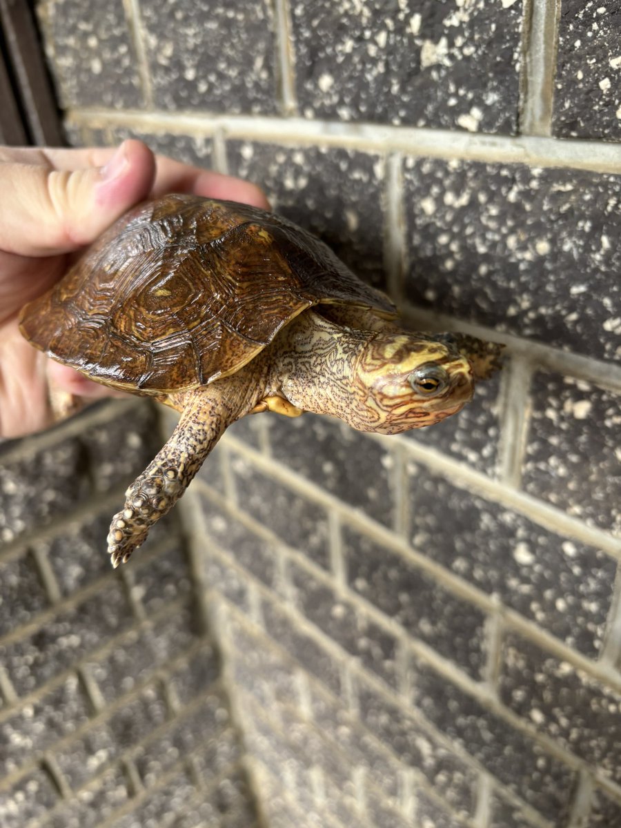 reptilefeel's tweet photo. ルビダヤマガメ
詳細はブログにて

#オアハカルビダヤマガメ
#ルビダヤマガメ
#亀販売
#亀専門店 https://t.co/y7KHDcTJot