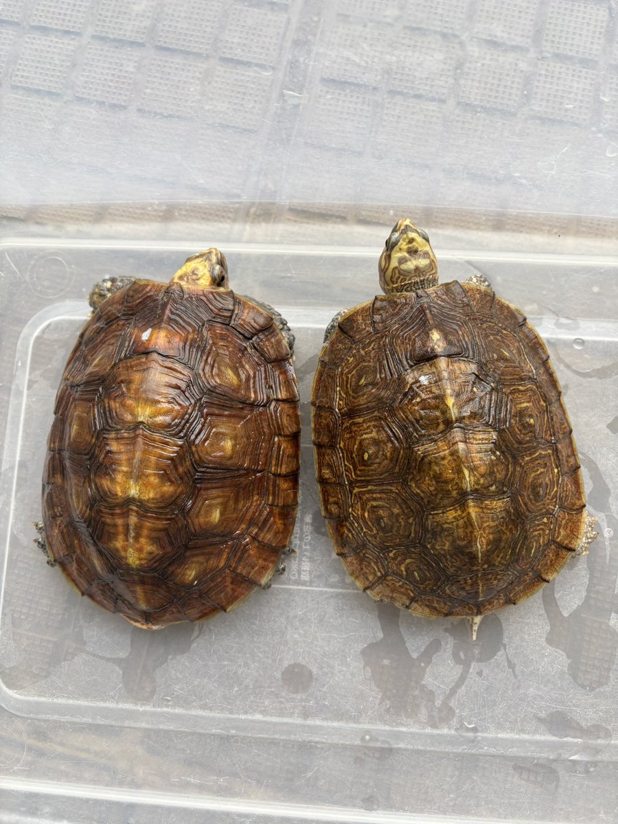reptilefeel's tweet photo. ルビダヤマガメ
詳細はブログにて

#オアハカルビダヤマガメ
#ルビダヤマガメ
#亀販売
#亀専門店 https://t.co/y7KHDcTJot
