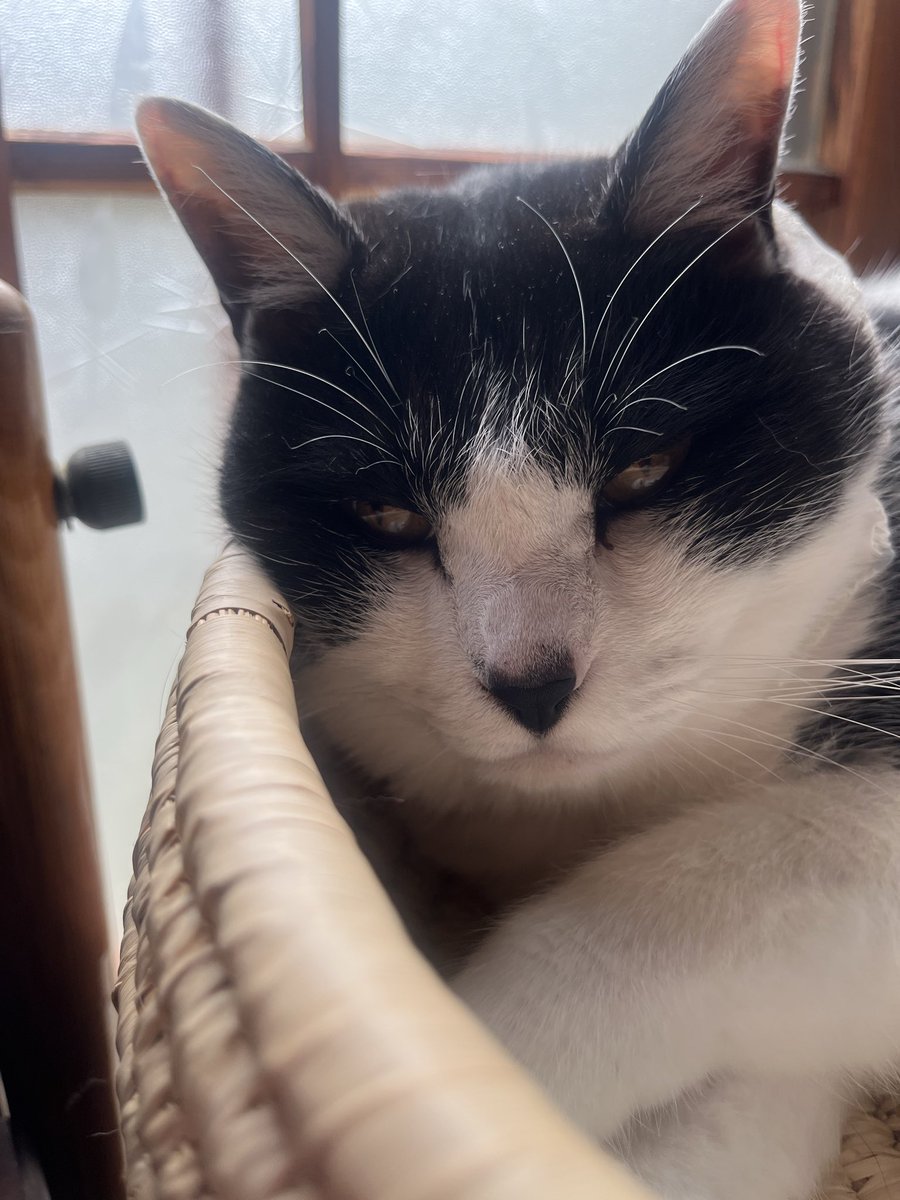 aho326's tweet photo. なんか寝起き顔が怖いぞ…🐈‍⬛
俺と同じじゃん、
寝起きブス…

#猫 #猫のいる暮らし https://t.co/Gn8qYrTCTS