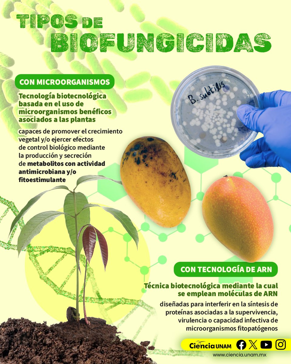 Ciencia_UNAM's tweet photo. #Tecnología | La biotecnología mexicana demostró que se puede proteger la agricultura sin dañar al medio ambiente. Fungifree AB®, es un ejemplo claro de cómo el control biológico ayuda en la producción de alimentos en México  #CienciaUNAM: https://t.co/cq3ZKrNkeb https://t.co/m2k7VnvQbm