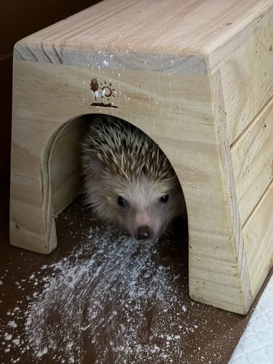 arrasacrmm's tweet photo. 帰宅🦔
頑張った。
𝐺𝑜𝑜𝑑 𝑛𝑖𝑔ℎ𝑡☆
 #でるたくん https://t.co/yGoWtkDEjh