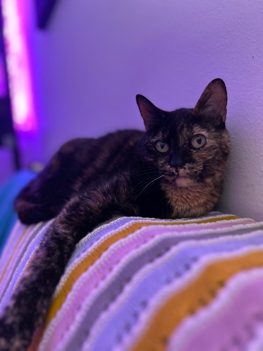 eyesfull0fstars's tweet photo. my soul cat passed away today. what am I supposed to do now? I’m not even sure why I’m tweeting this. I just hope someone can stop by and appreciate her for a moment. Her name is Lucy.💔 https://t.co/YghclqPF5d