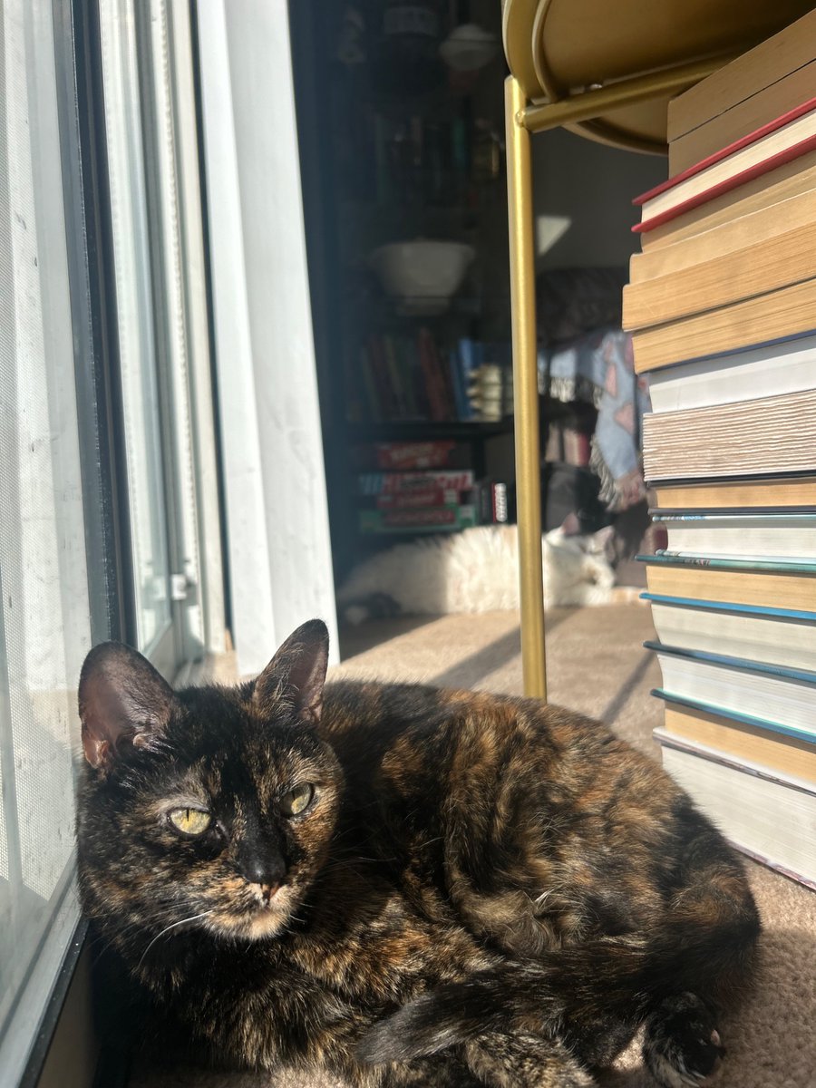 eyesfull0fstars's tweet photo. my soul cat passed away today. what am I supposed to do now? I’m not even sure why I’m tweeting this. I just hope someone can stop by and appreciate her for a moment. Her name is Lucy.💔 https://t.co/YghclqPF5d