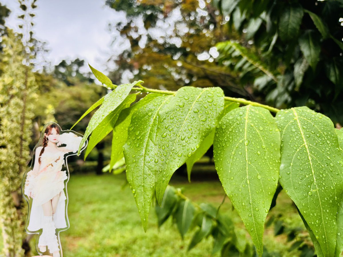 mjyuji's tweet photo. 昨晩の雨が色濃く残る朝の公園をお散歩🚶
踏みしめる芝生も心なしか元気そう🌱
休日の朝もおじいたま界隈👴 https://t.co/vpEBveEPmi