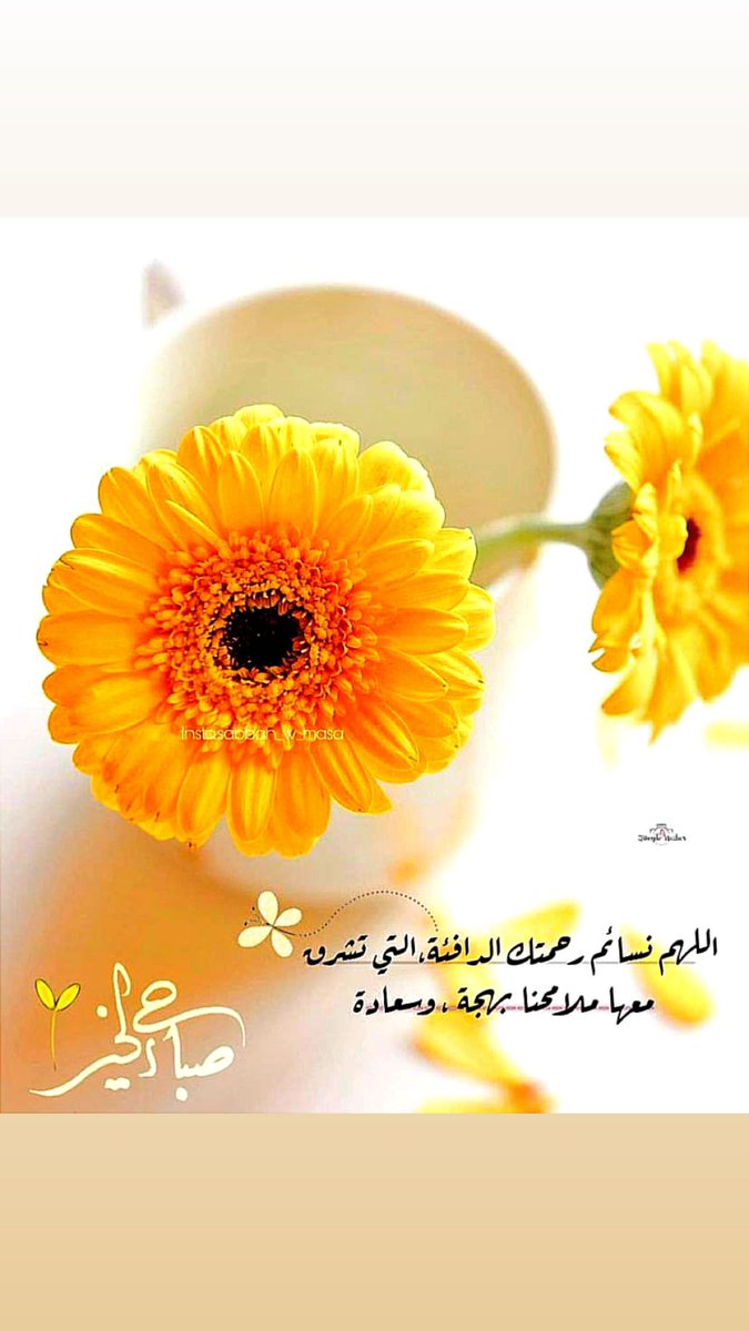 almoooni's tweet photo. صباح الخير  .......💛🌼 https://t.co/ykRMniRt6I