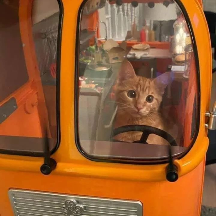 PunchingCat's tweet photo. https://t.co/yUVNnBT6Og