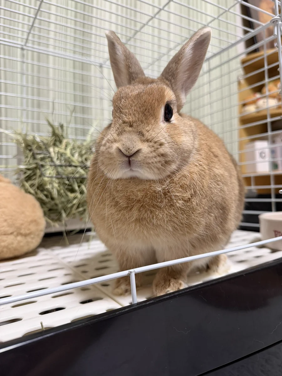 月うさぎ☆ココ ★New ここ🍃🐰🐰 on X: 