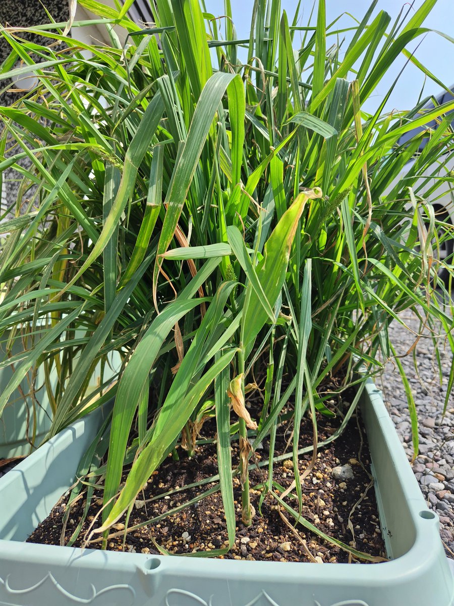 yachoce's tweet photo. 今まで生姜だと思って育てていた葉にﾂﾌﾞﾂﾌﾞした穂が出てきた
AIが『非常に言いにくいのですが結論からお伝えすると…生姜ではなく雑草です』
えー！！の後に笑ってしまった😂
土にもみ殻を混ぜた時に紛れていたのか。
これは面白い
それにしても生姜小さいなぁ
#生姜プランター栽培
#イネ科雑草 https://t.co/P82bEofVWZ