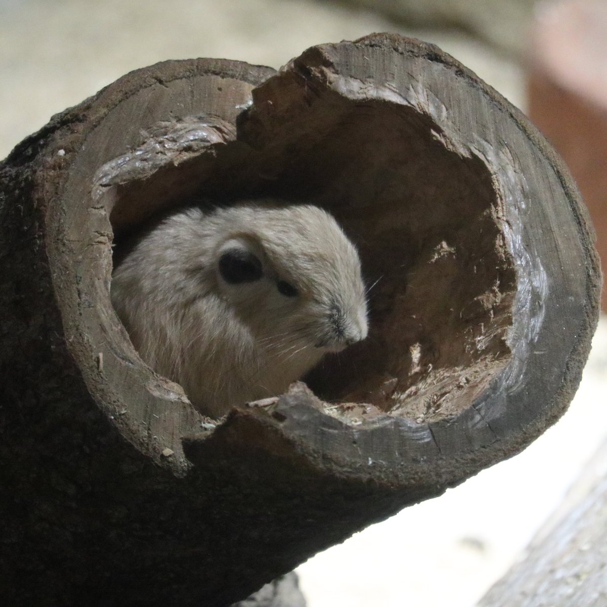 seibutuen_info's tweet photo. ベビンディの大冒険

#足立区生物園 #グンディ #本日のグンディ https://t.co/byS12vUqDn