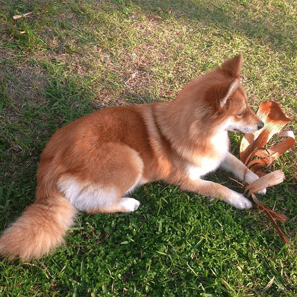 blueg826711's tweet photo. Our fluffy pup Mochi hit 6 months old today! From wobbly Zoomies to mastering 'sit'—every tiny growth milestone feels like pure magic.  #PetGrowthJourney， https://t.co/rb9itvu4ZS
