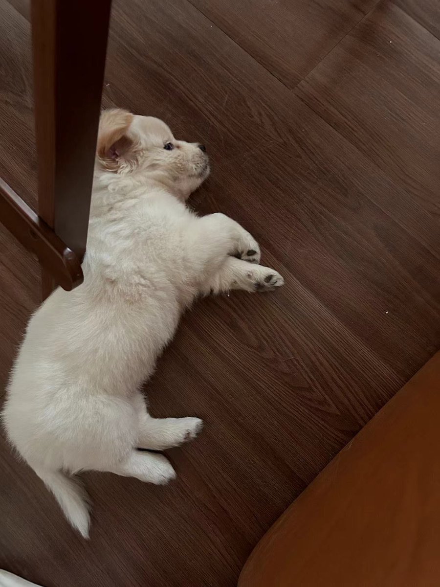 aells256130's tweet photo. Puppy update: 12 weeks old today! Went from wobbly steps to zoomies around the garden, and my heart’s so full watching this little fluffball grow. https://t.co/X74innJ6MY