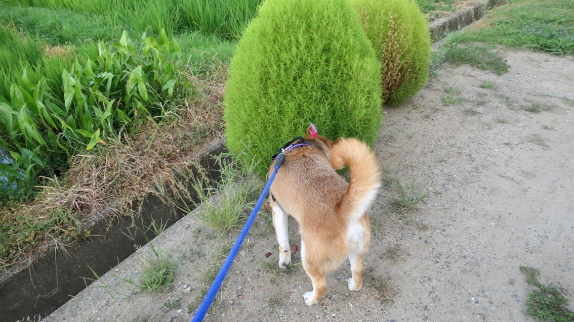DlyCoin's tweet photo. やはり日本男児、刀への憧れは捨て去れないんだぜ https://t.co/Tz2GzBaEuh
