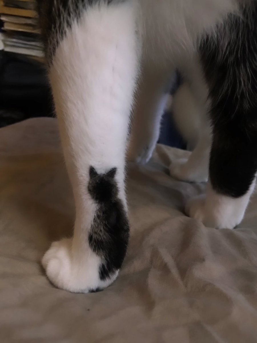 BestOfMeow's tweet photo. https://t.co/HONdX16LPW