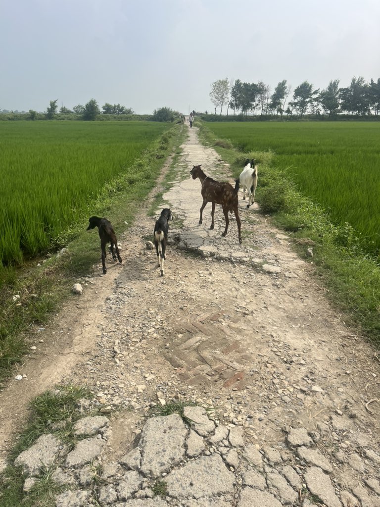 vk_20's tweet photo. @BJP4UP बांसी–डुमरियागंज मार्ग से बैदौली कला, बैदौली खुर्द होते हुए नहर तक की सड़क अत्यंत जर्जर है। आए दिन लोग गिरकर घायल हो रहे हैं। महोदय, कृपया संज्ञान लेकर शीघ्र मरम्मत कराने की कृपा करें। https://t.co/xN3HG6hqsq