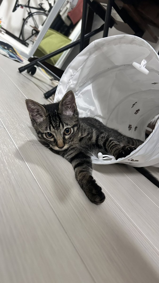 luvld1's tweet photo. かわいいが止まらないね🐈‍⬛💓あっという間の1ヶ月！ https://t.co/UueaMGIW61