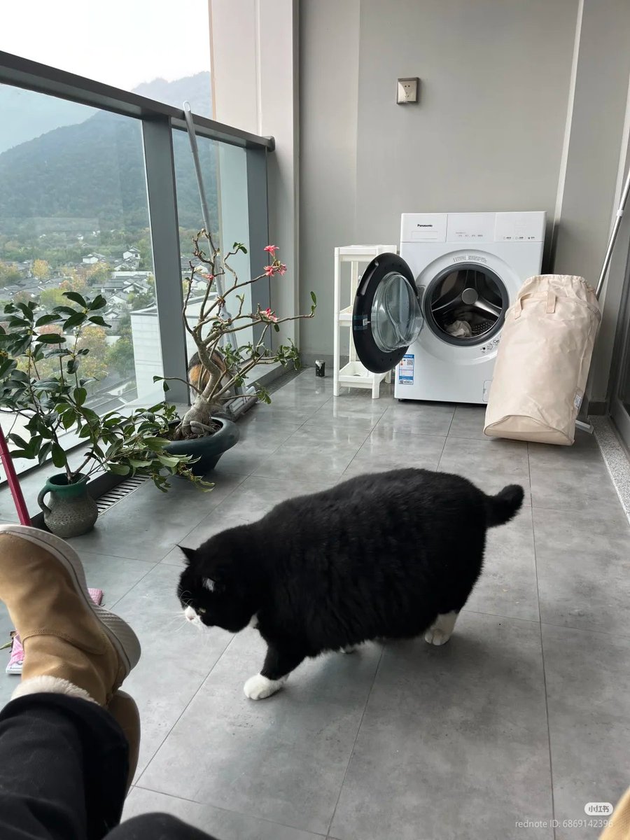 nocontextscats's tweet photo. COW https://t.co/GhlDfCmKjI