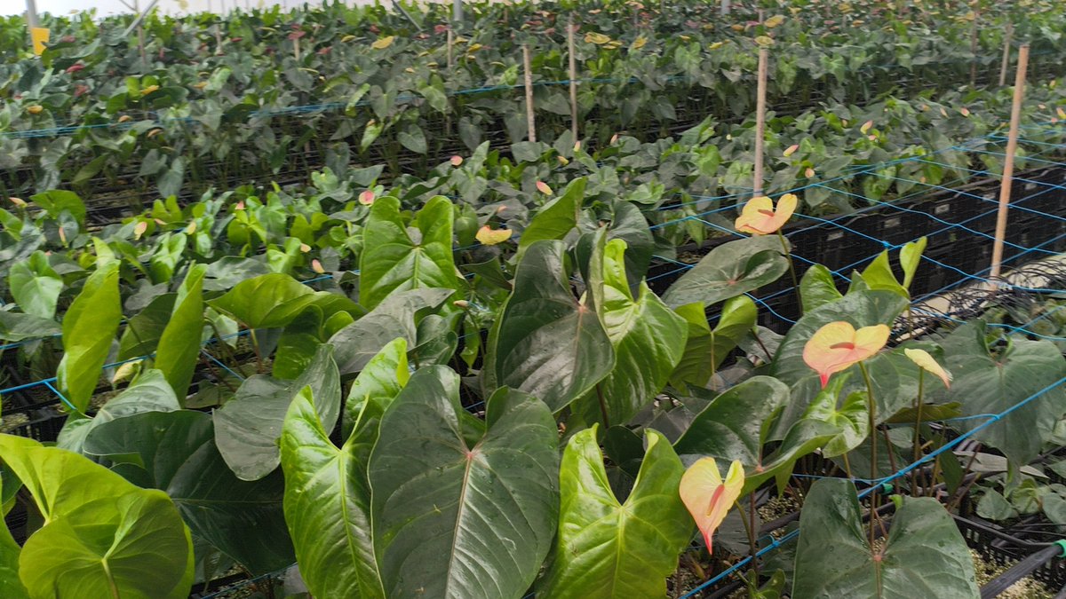 crbasu's tweet photo. Flower farms @ Da Lat https://t.co/UKVgvAKPHT