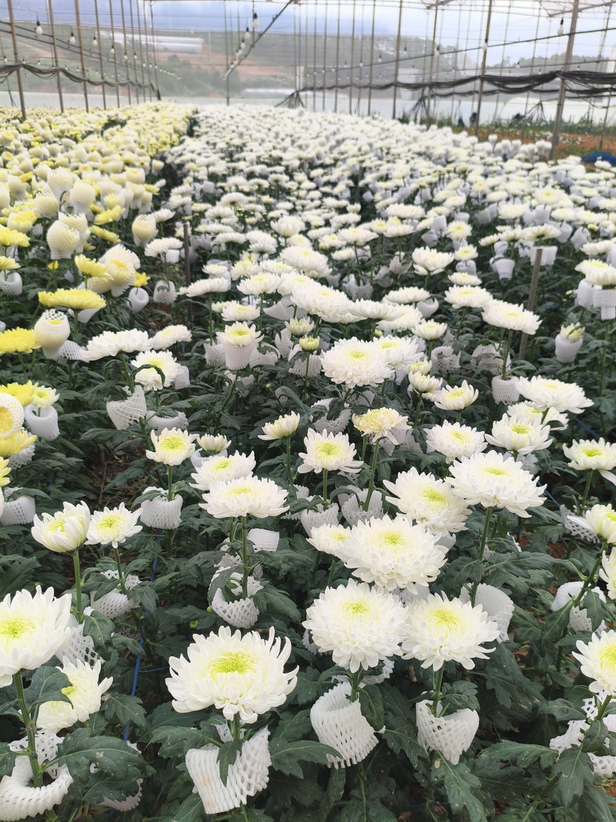 crbasu's tweet photo. Flower farms @ Da Lat https://t.co/UKVgvAKPHT
