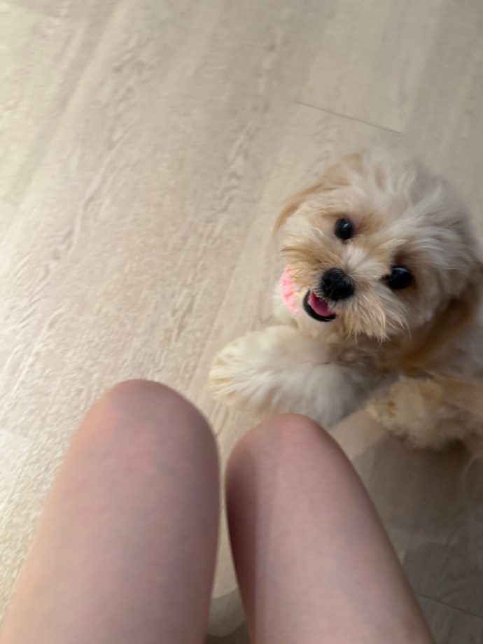 LiviaTide's tweet photo. The puppy looked at the camera curiously https://t.co/mtSB7VzoJm