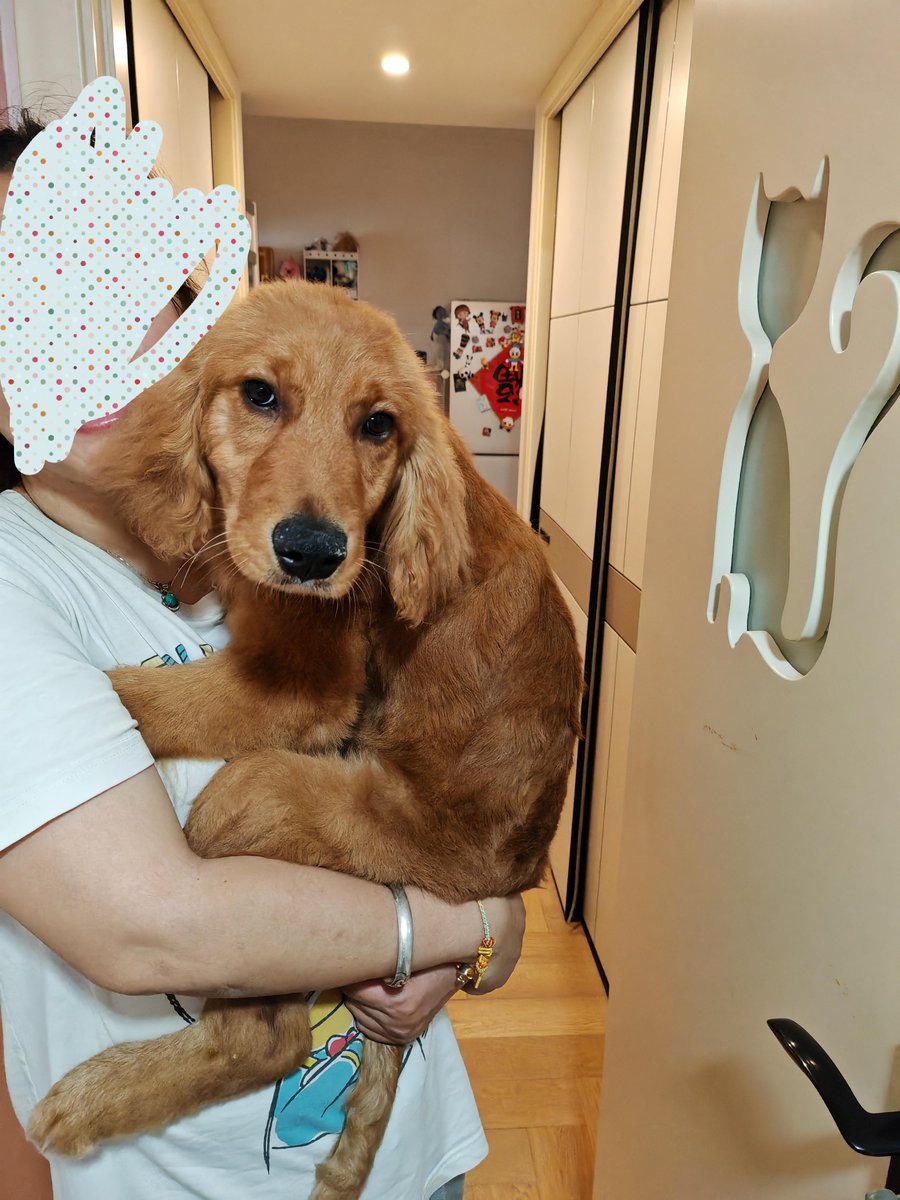 creai477260's tweet photo. Watching my fur baby grow from a tiny ball of fluff to a curious little adventurer is the best journey ever  Every wag, every purr, every silly step reminds me how lucky I am. Love this little human (in a fur coat) so much! https://t.co/mOnMBiSs5k