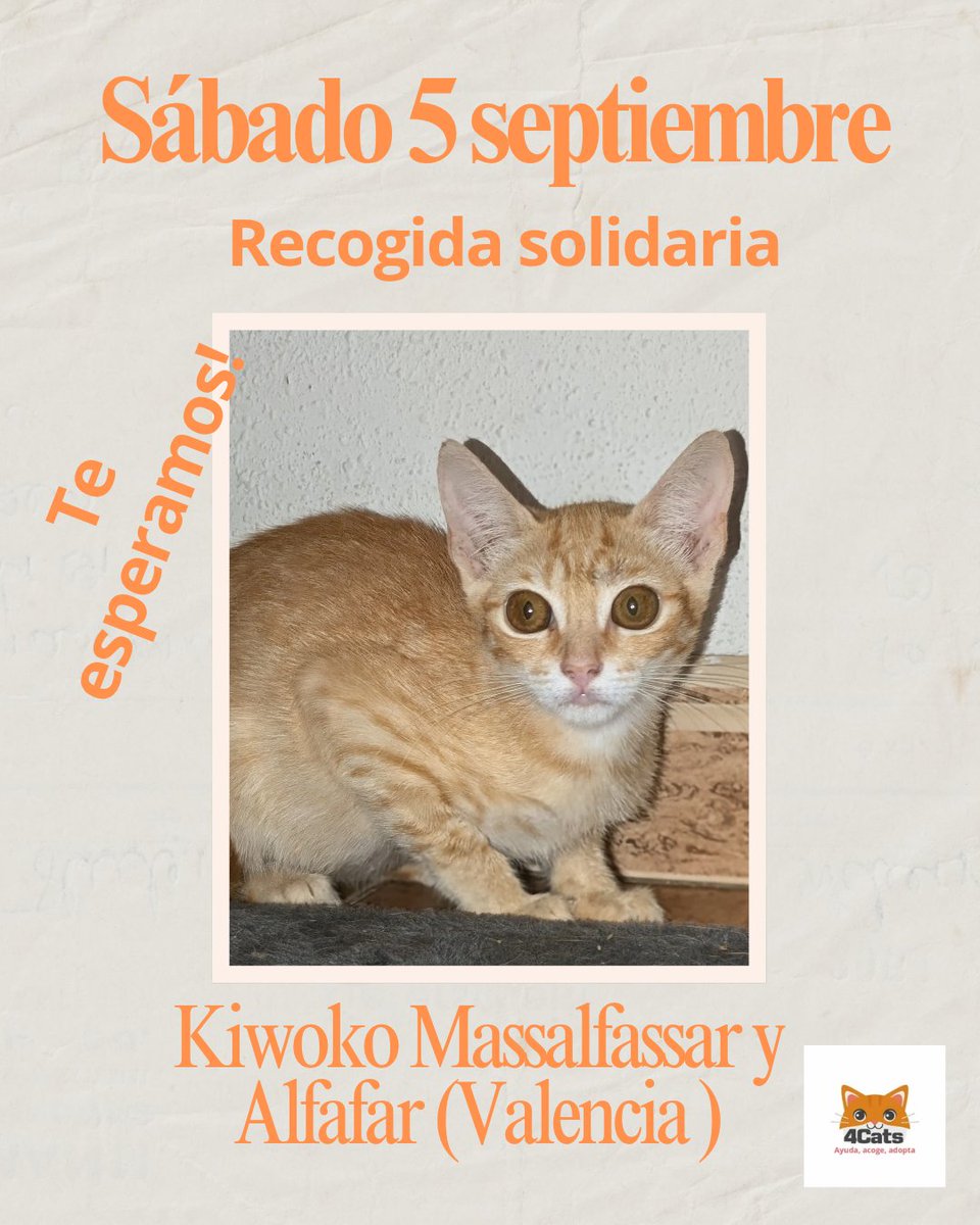 4catsVLC's tweet photo. Hoy estaremos en @kiwoko en #Alfafar y #Massalfassar #Valencia
Recogida solidaria para nuestros callejeritos... Te esperamos? https://t.co/CWmf8OssXu