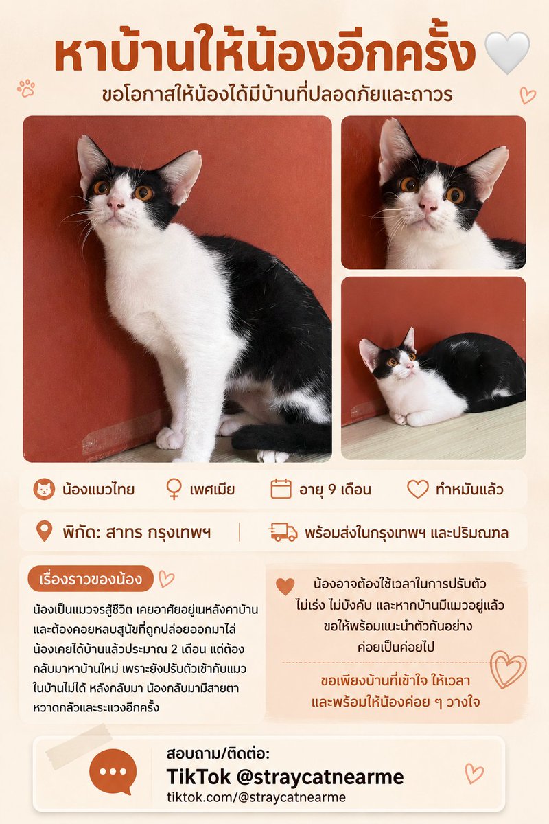 CatsterClub's tweet photo. 💒ฝากประชาสัมพันธ์หาบ้าน🏡

 น้องเป็นแมวจรสู้ชีวิต มีคนพาแม่น้องไปทำหมันตอนน้องอายุได้ 2 สัปดาห์ แต่โชคดีที่แม่แมวกลับมาแล้วเลี้ยงลูกต่อ น้องเป็นแมวจรที่อาศัยอยู่บนหลังคาบ้านหลังนึง บสงวันเวลาน้องวิ่งลงมาหาของกินข้างล่าง คนในบ้านนั้นจะปล่อยหมาออกมาไล่

ก่อนที่น้องจะได้ไปบ้านใหม่
เราจำสายตาของน้องได้ดีมาก…

จากแมวที่เคยหวาดกลัว
สายตาของน้องค่อย ๆ อ่อนโยนขึ้น ดูมีความมั่นใจ และผ่อนคลายมากขึ้นกว่าเดิม 🤍

เราเลยดีใจมากที่คิดว่าน้องกำลังจะได้มีบ้านแล้ว

แต่หลังจากไปอยู่บ้านใหม่ประมาณ 2 เดือน
ทางบ้านขอคืนน้อง เพราะน้องยังไม่สามารถเข้ากับแมวที่บ้านได้

และสิ่งที่ทำให้เรารู้สึกใจหายที่สุดคือ…

สายตาของน้องวันนี้ กลับเต็มไปด้วยความกลัวและความหวาดระแวงอีกครั้ง

เราไม่ได้อยากโทษใครนะคะ
เพราะการปรับตัวของแมวแต่ละตัวไม่เหมือนกัน และบางตัวต้องใช้เวลามากกว่าที่เราคิด

การนำแมวใหม่เข้าบ้าน โดยเฉพาะบ้านที่มีแมวอยู่แล้ว ต้องค่อย ๆ ให้เขาปรับตัว
แยกพื้นที่ สลับกลิ่น และค่อย ๆ ทำความรู้จักกัน
ไม่ใช่ทุกตัวที่จะสามารถอยู่ร่วมกันได้ภายในเวลาไม่กี่สัปดาห์หรือไม่กี่เดือน

แต่ตอนนี้เราเองก็ไม่สามารถรับน้องกลับมาดูแลได้
เพราะพื้นที่ที่บ้านเต็มแล้ว และเรามีแมวที่ต้องแยกพื้นที่ ทั้งแมวลูคีเมีย แมวที่อยู่ระหว่างกักโรค รวมถึงแมวขี้กลัวที่ยังต้องใช้เวลาในการปรับตัว

เราเลยอยากช่วยน้องหาบ้านใหม่อีกครั้ง 🤍

ขอบ้านที่เข้าใจว่า น้องอาจไม่ได้เป็นแมวที่พร้อมจะสนิทกับทุกคนหรือทุกตัวในทันที

ขอคนที่พร้อมให้เวลา
ไม่เร่ง ไม่บังคับ และถ้ามีแมวอยู่แล้ว ขอให้พร้อมค่อย ๆ แนะนำกันอย่างถูกวิธี

เพราะเราไม่อยากให้น้องต้องผ่านการเริ่มต้นใหม่อีกหลายครั้ง

อยากให้บ้านหลังต่อไป เป็นบ้านที่น้องสามารถค่อย ๆ วางใจ และรู้สึกปลอดภัยได้จริง ๆ 🥺🤍