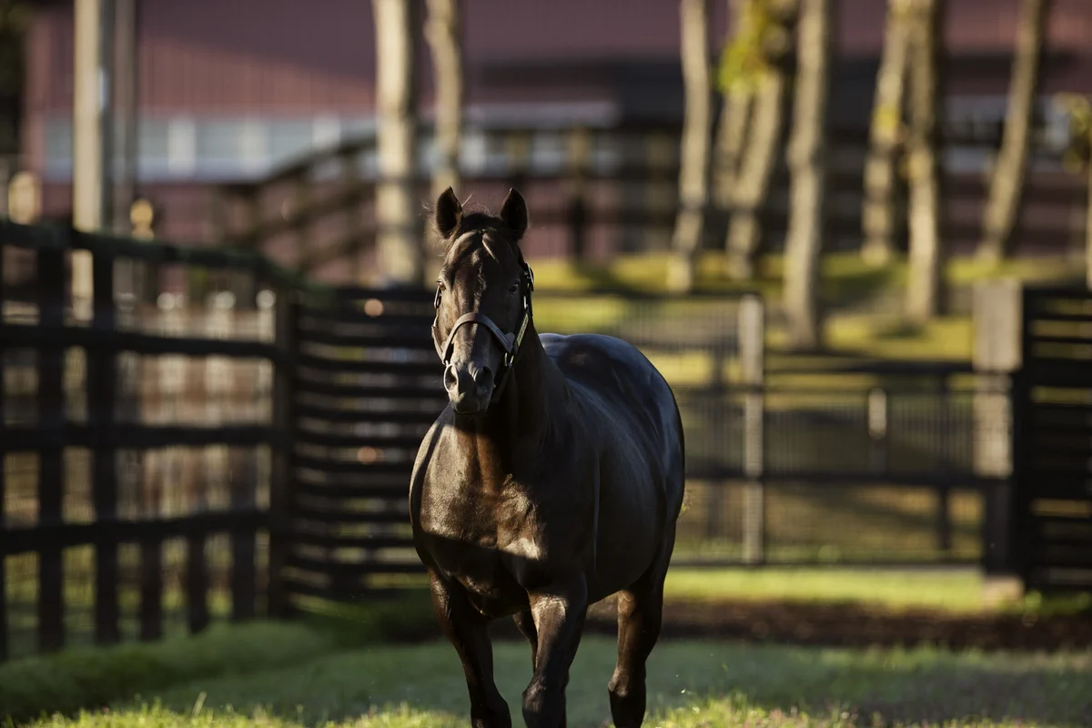 Darley in Japan (@DarleyinJapan) / X