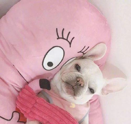 aceArpan's tweet photo. 🎌 👑 🧢 🌂 💰 🌐 Is it weird to talk to my dog? https://t.co/161vIO5uZj