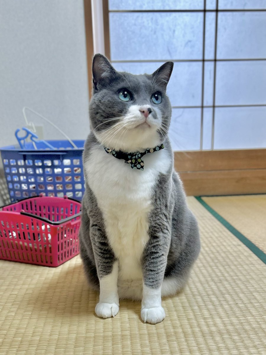 kureisyu's tweet photo. 調子いい時→だらけきった時
　#猫　#カレーパンみたいな顔の猫 https://t.co/CPbYFdxMp3