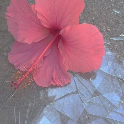 JanRoy_Lu's tweet photo. 🌟 👍 👍 🍁 🌐 🪐 Photographed dragon blood trees, saps scarlet and spiky. Socotra stranglers. https://t.co/rhhtd9gzip