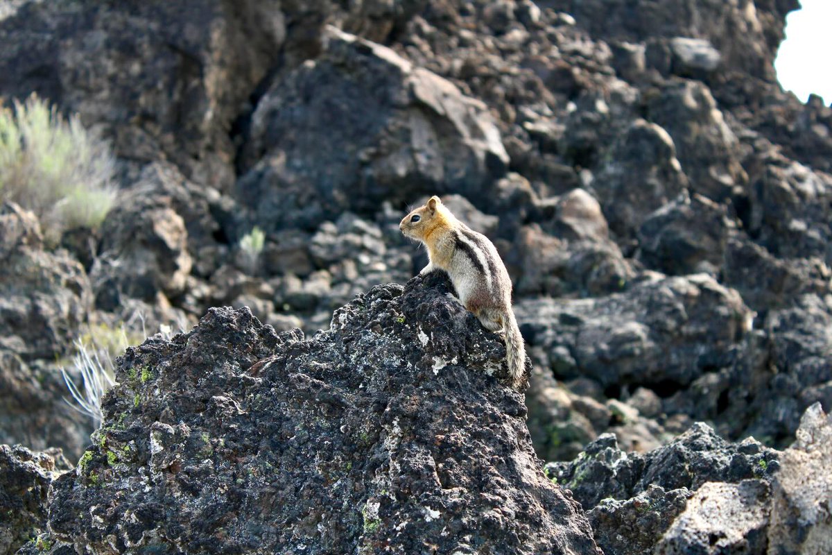 HillaryBoeser's tweet photo. Perfectly adapted to life among lava rocks. https://t.co/SZoxvK3mtq