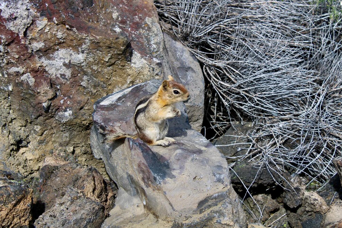 HillaryBoeser's tweet photo. Perfectly adapted to life among lava rocks. https://t.co/SZoxvK3mtq